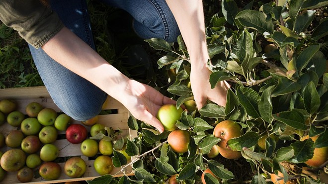 Sadjarji v SKRBEH: v Sloveniji je samooskrba s sadjem resno ogrožena! (foto: Profimedia)