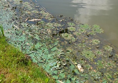 Kaj se dogaja v Ledavskem jezeru? Odsvetovano kopanje in prepovedan ribolov