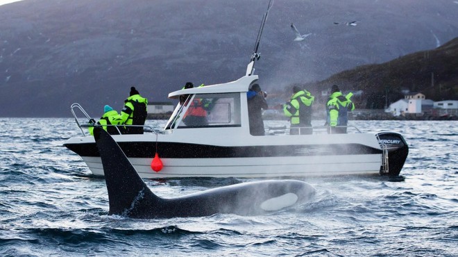 Orke po evropskih vodah napadajo plovila – KAJ se dogaja? (foto: Profimedia)