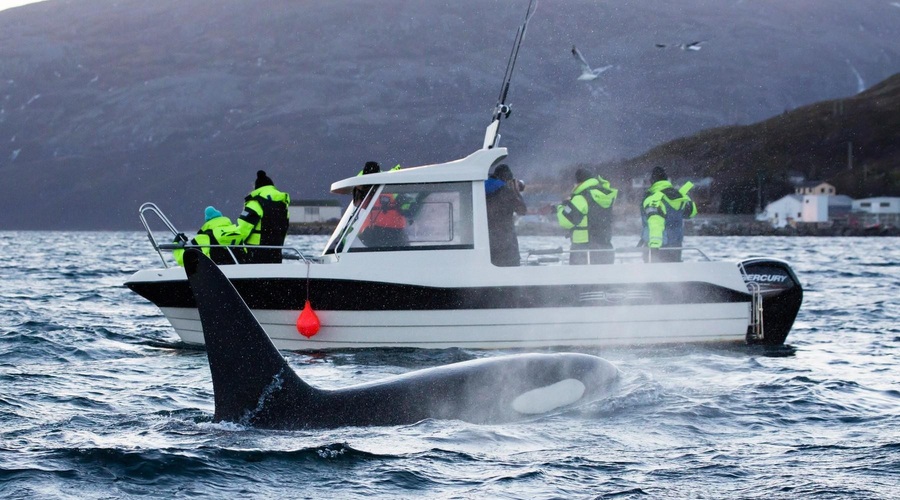 Orke po evropskih vodah napadajo plovila – KAJ se dogaja? (foto: Profimedia)