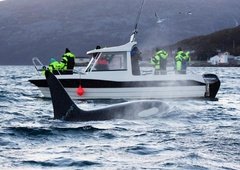 Orke po evropskih vodah napadajo plovila – KAJ se dogaja?