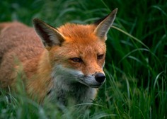Ne boste verjeli, s čim se prehranjujejo lisice na Škotskem