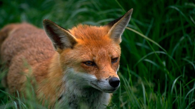 Ne boste verjeli, s čim se prehranjujejo lisice na Škotskem (foto: Profimedia)