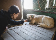 5 razlogov, zakaj so posvojenčki iz zavetišč čudoviti sopotniki