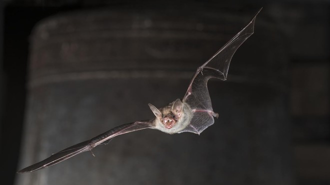 Presenečeni boste, kaj si največkrat za svoj dom izberejo netopirji (foto: Profimedia)