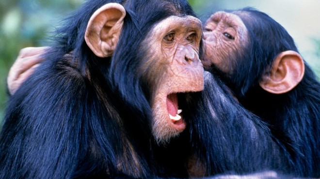 Šimpanza Sacha in Kangoo se pripravljata na zahtevno potovanje (VIDEO) (foto: Profimedia)