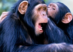 Šimpanza Sacha in Kangoo se pripravljata na zahtevno potovanje (VIDEO)