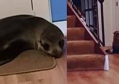 VIDEO: Tjulenj vdrl v hišo in se udobno namestil na kavču