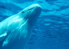 Najden delfinji mladiček, ki se je skoraj utopil, na dobri poti k okrevanju