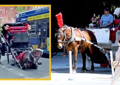 Tudi to je slavni New York: sredi ulice tepel povsem obnemoglega konja, ki je vlekel kočijo