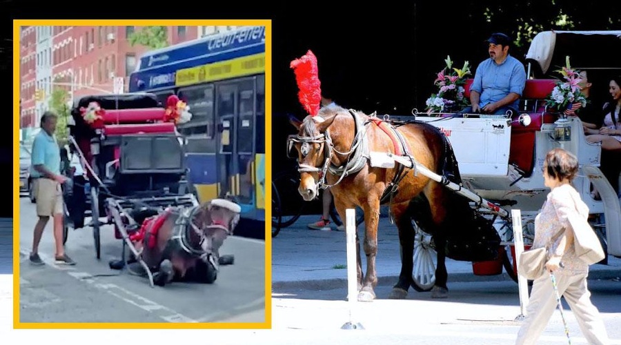 Tudi to je slavni New York: sredi ulice tepel povsem obnemoglega konja, ki je vlekel kočijo (foto: Profimedia in Youtube/fotomontaža/posnetek zaslona)