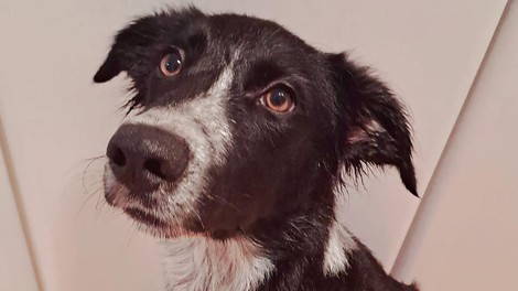 Uspelo nam je! Z vašo pomočjo je 5-mesečni psiček Jinx našel svoj dom