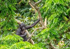 Na natečaju, ki slavi divje živali, odkrili NENAVADNO fotografijo: Je to mogoče?