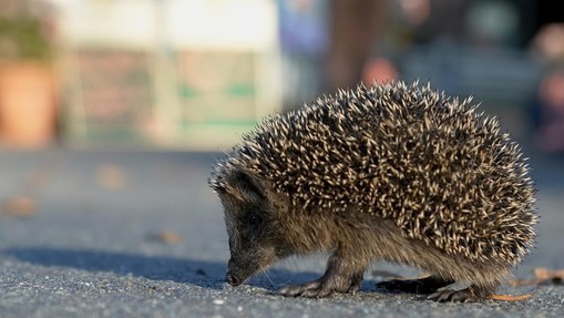 Poglejte, kako je vrana spodbujala ježka, naj vendarle gre s ceste (in mu rešila življenje)