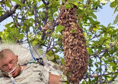 VIDEO: 20-letnik preživel več kot 20.000 čebeljih pikov