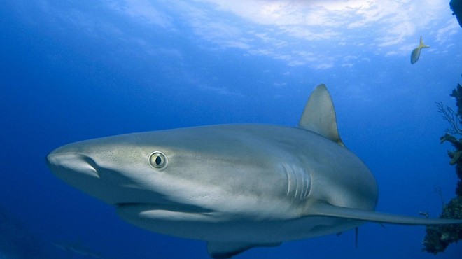 Zakaj tam, kjer so morski psi, ne smete nositi bleščečega nakita? (foto: Profimedia)
