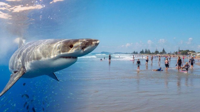 Na priljubljeni plaži vedno več belih morskih psov – KAJ se dogaja? (foto: Profimedia/fotomontaža)