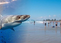 Na priljubljeni plaži vedno več belih morskih psov – KAJ se dogaja?