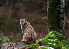 Kamera ujela risa Bliska med prehranjevanjem (VIDEO)