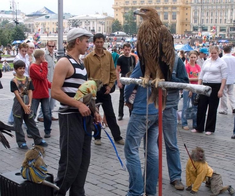 Za živali, ki jih razstavljajo po mestih po vsem svetu, se bojujejo številne živalovarstvene organizacije.