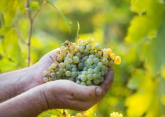 Veste, da v Sloveniji načrtujejo digitalizacijo vinarstva? Imamo pojasnila, kaj to pravzaprav pomeni