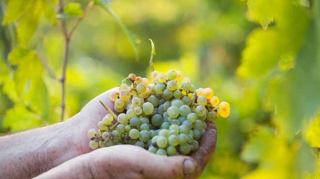 Veste, da v Sloveniji načrtujejo digitalizacijo vinarstva? Imamo pojasnila, kaj to pravzaprav pomeni (foto: Profimedia)