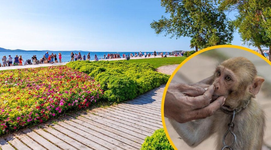 Izkoriščanje divjih živali na ulicah Zadra, za katerega turisti še plačujejo (foto: Profimedia/fotomontaža)