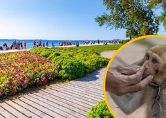 Izkoriščanje divjih živali na ulicah Zadra, za katerega turisti še plačujejo