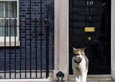 Johnson je odšel, a maček Larry že 11 let ostaja na Downing Street 10. Komu pripada?