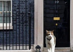 Johnson je odšel, a maček Larry že 11 let ostaja na Downing Street 10. Komu pripada?