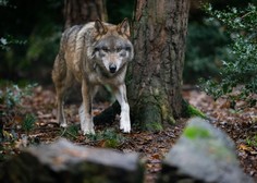 Nov krvoločen napad na Gorenjskem: volkovi napadli in ubili koze