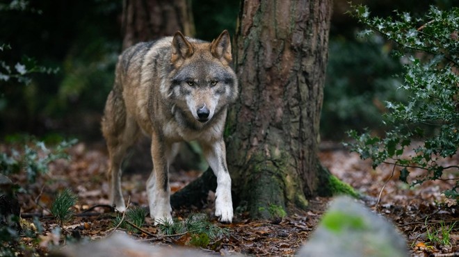 Nov krvoločen napad na Gorenjskem: volkovi napadli in ubili koze (foto: Profimedia)