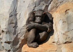 Tudi živali žalujejo: GANLJIVA zgodba šimpanza Flinta