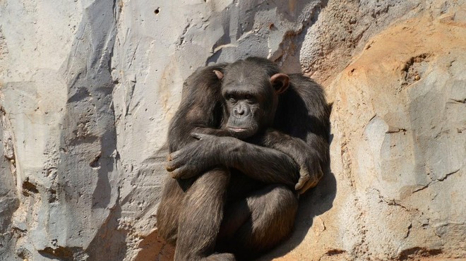 Tudi živali žalujejo: GANLJIVA zgodba šimpanza Flinta (foto: Profimedia)