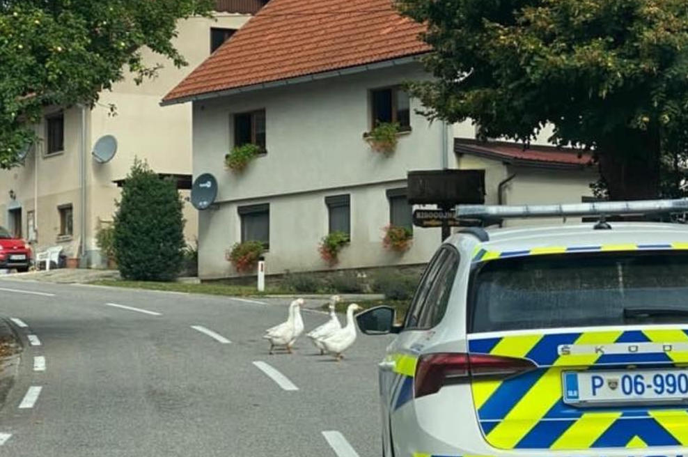 FOTO: "Gagice" čez cesto kar mimo policije: njihov zapis vas bo od srca nasmejal (foto: Facebook/Slovenska policija)