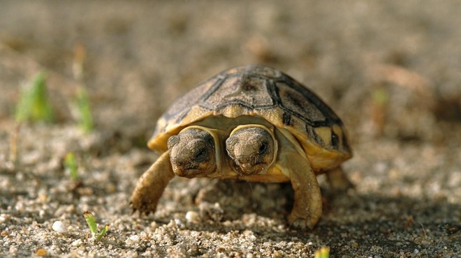 Praznuje Janus, najstarejša dvoglava želva na svetu (foto: Profimedia)