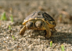 Praznuje Janus, najstarejša dvoglava želva na svetu