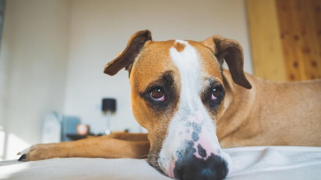 Je tudi vaš pes te dni bolj razdražljiv in občutljiv? TO je razlog (foto: Profimedia)