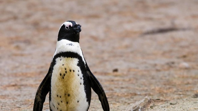 Pingvin Lucas dobil po meri narejene čevlje (foto: Profimedia)