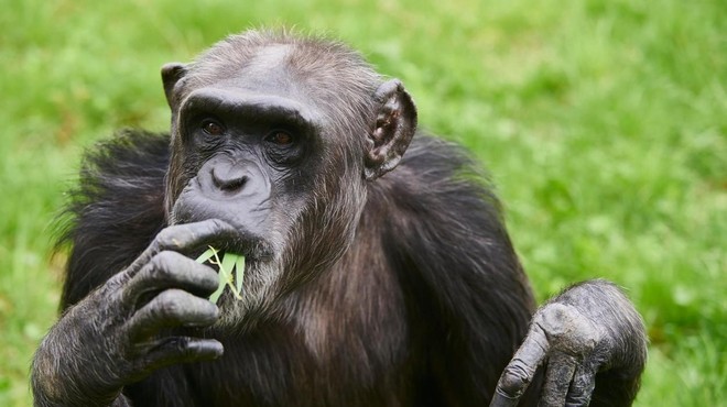 VIDEO: Iz ukrajinskega živalskega vrta pobegnila šimpanzovka, vrnila se je – s kolesom! (foto: Profimedia)