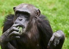 VIDEO: Iz ukrajinskega živalskega vrta pobegnila šimpanzovka, vrnila se je – s kolesom!