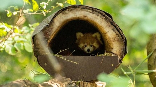 VIDEO: V ZOO Ljubljana pozdravili Bambuja, prvega mladiča svoje vrste v zgodovini živalskega vrta