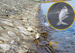 Množičen pogin rib v okolici Maribora, policisti preiskujejo sum kaznivega dejanja