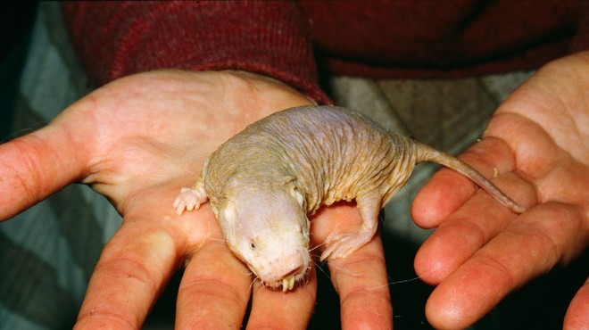 Kaj je skrivnost afriške gole podgane, ki je odporna tako proti raku kot staranju (foto: Profimedia)