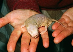 Kaj je skrivnost afriške gole podgane, ki je odporna tako proti raku kot staranju