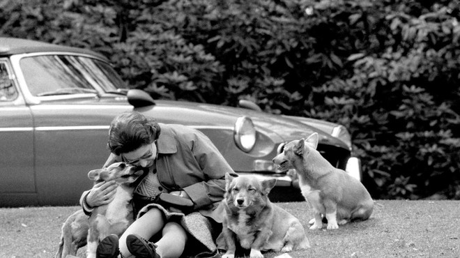 Izguba britanske kraljice: tako žalujejo njeni pasji ljubljenčki (foto: Profimedia)