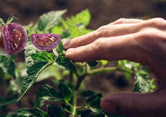Izgleda kot paradižnik, diši kot paradižnik, a ... je vijoličaste barve