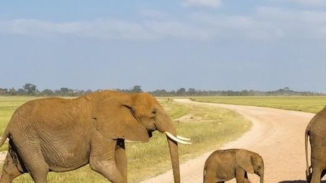 Bo 'slon ekspres bus' rešil trenja med sloni in ljudmi? (foto: Profimedia)