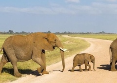 Bo 'slon ekspres bus' rešil trenja med sloni in ljudmi?