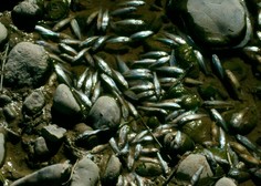 Množični pogin rib v Mariboru še vedno buri duhove: je šlo za kaznivo dejanje?